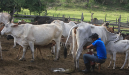 American Airlines abre vuelo directo Miami-Roatán
