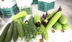 Vegetales orientales se afianzan en Comayagua