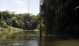 Reordenarán Biosfera del Río Plátano