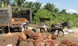 Alta producción de palma africana