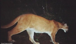 Cámaras en Cerro Azul Meámbar captan cuatro especies de felinos