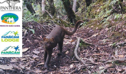 Cámaras en Cerro Azul Meámbar captan cuatro especies de felinos