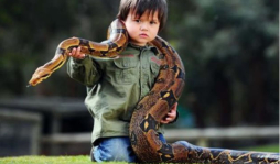 Tiene 2 años y es encantador de serpientes