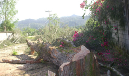 Vecinos cortan árbol y dejan sin energía a Tela y alrededores