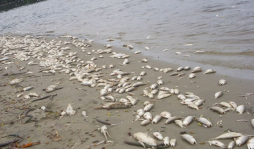 Mortandad de peces en laguna Los Micos en Tela