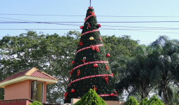 Mañana encienden árbol de Navidad en El Progreso