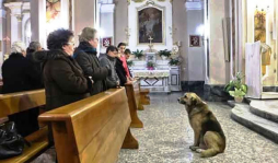 Desde que murió su dueña, un perro va a misa todos los días