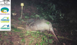 Cámaras en Cerro Azul Meámbar captan cuatro especies de felinos
