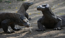 Anciana se libra de un dragón de Komodo de una patada
