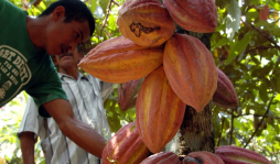 Cacao cambia la vida de productores hondureños