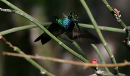 España protegerá al colibrí esmeralda en Honduras