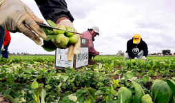 Cidh pide investigación del crimen de periodista en Honduras