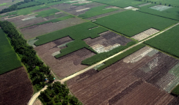 Invasiones causan pérdidas y costos de L400 millones