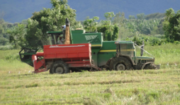 Alistan siembra de arroz en el Aguán
