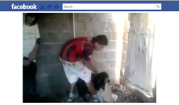 Menores matan a palos a un perro y publican el vídeo