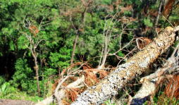 Plaga ataca El Merendón