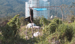 Salen de bordo a invadir un predio cerca de Rancho El Coco