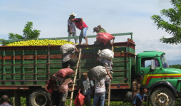 Productores de naranja buscan instalar su planta procesadora