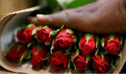San Valentín dispara venta de flores, chocolates y perfumes en Honduras