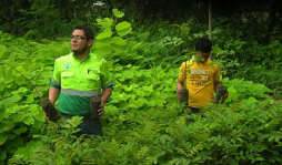 Sembrarán 100 mil árboles para reforestar Comayagua