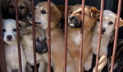 Guiso de perro, el plato preferido en Vietnam