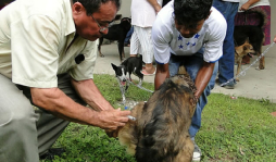 Investigan si murciélagos están transmitiendo rabia a perros