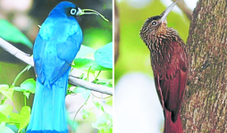 Descubren unas 80 especies de aves en parque El Ocote