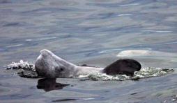 100 ballenas beluga atrapadas en el hielo