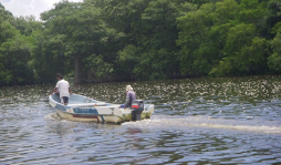 Mortandad de peces en laguna Los Micos en Tela