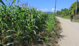 Campesinos piden apoyo para cultivos