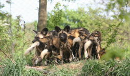 Niño de tres años muere por ataque de perros salvajes en zoológico