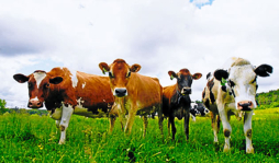 Confirman caso del mal de las 'vacas locas”