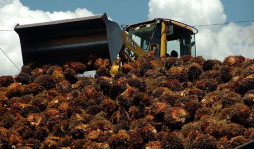 La producción de palma africana ha crecido 40%