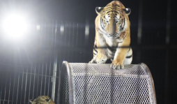 Bajo la carpa azul encienden la magia en el circo Chino de Beijing