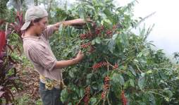 Desempleo agobia a 143,000 hondureños