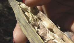 En las zonas sur y occidente de Honduras, la moringa se cultiva con éxito