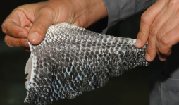 600 mil dólares se exportarán en piel de tilapia para cosméticos