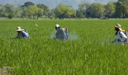 Créditos privados para el agro apenas alcanzan el 2.8%