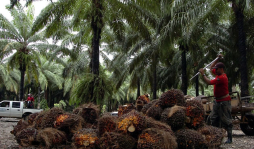 Los palmeros apuntan a mantener bonanza del sector