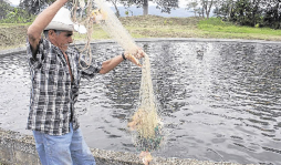 Honduras es líder en envío de tilapia a EUA