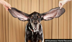 Perro batió récord de las orejas más largas del mundo