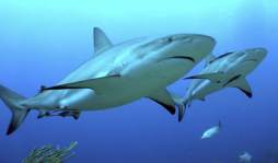 Honduras en contra del comercio del tiburones