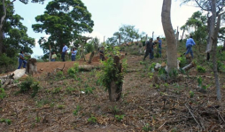 Quemas y tala destrozan la sierra Nombre de Dios