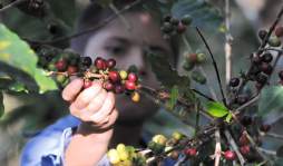 Honduras, sexto del mundo en venta de café