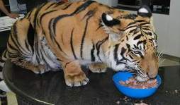 Mundo Insólito: Un tigre es el rey de la casa