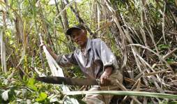 Aún sordo y ciego, don Domingo Guzmán, no deja de salir a sembrar