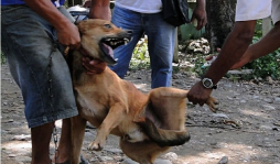 Sin logística para vacunar
