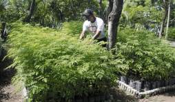 En las zonas sur y occidente de Honduras, la moringa se cultiva con éxito