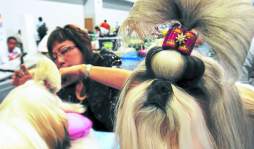 Amor por la raza pura en un show canino