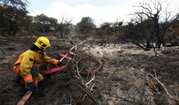 Chile: Incendios arrasan con 40.000 hectáreas
